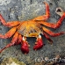crab_lightfoot_sally_san_h_0138_ecu2335.jpg